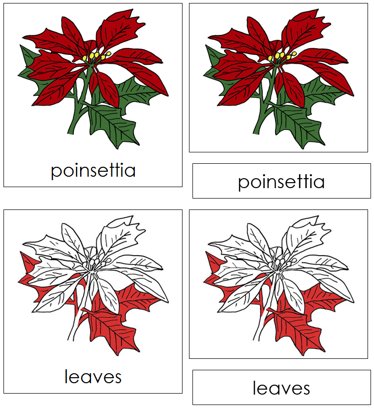 Poinsettia Nomenclature Cards (red) - Montessori Print Shop