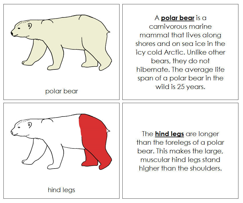 Parts of a Polar Bear Nomenclature Book (red) - Montessori Print Shop