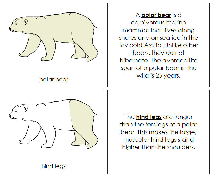 Polar Bear Nomenclature Book - Montessori Print Shop