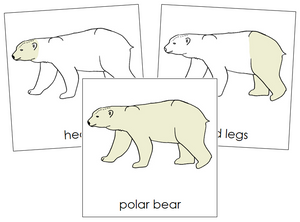 Polar Bear Nomenclature Cards - Montessori Print Shop
