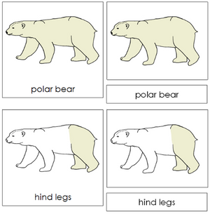 Polar Bear Nomenclature 3-Part Cards - Montessori Print Shop