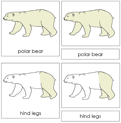 Polar Bear Nomenclature Cards - Montessori Print Shop