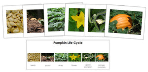 Pumpkin Life Cycle Sequence Cards - Montessori Print Shop