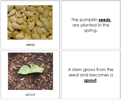Pumpkin Life Cycle Nomenclature Book - Montessori