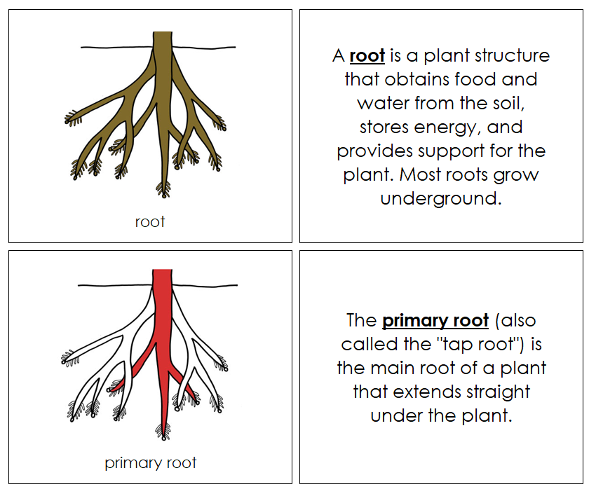 Parts of a Root Nomenclature Book (red) - Montessori Print Shop