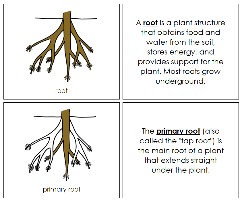 Parts of a Root Nomenclature Book - Montessori Print Shop