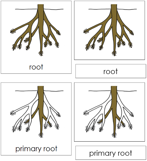 Root Nomenclature 3-Part  Cards - Montessori Print Shop