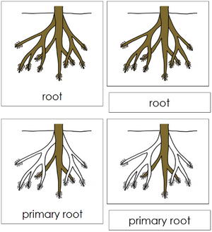 Root Nomenclature 3-Part  Cards - Montessori Print Shop