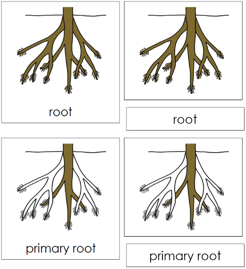 Root Nomenclature Cards - Montessori Print Shop