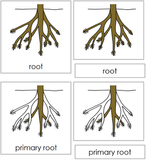 Root Nomenclature Cards - Montessori Print Shop