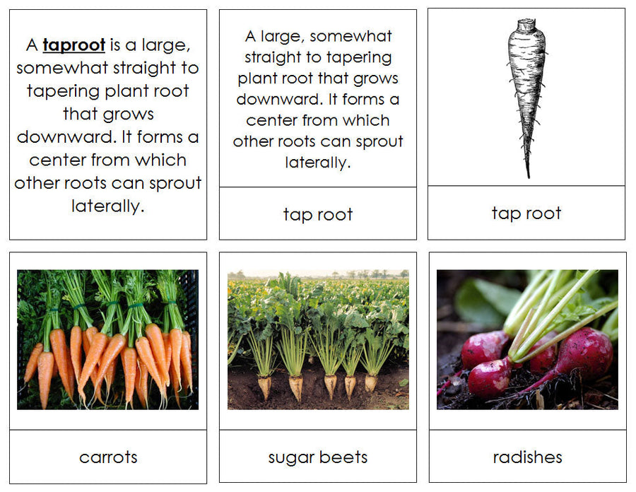 Printable Plants And Their Roots Cards - Montessori Print Shop