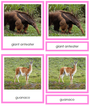 South American Animals (color-coded) - Montessori Continent Cards