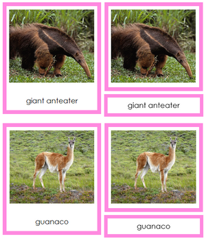 Animals of South America 3-Part Cards - Montessori Print Shop continent study