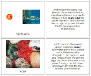 Salmon Life Cycle Nomenclature Book - Montessori Print Shop