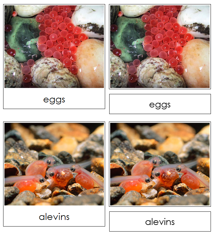 Salmon Life Cycle Nomenclature Cards & Charts - Montessori Print Shop