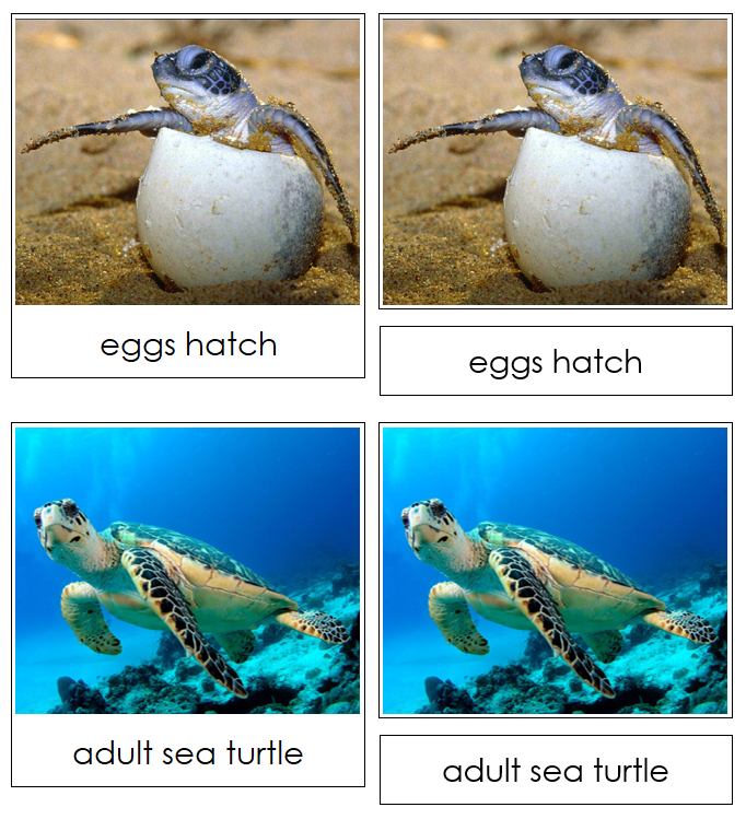 Sea Turtle Life Cycle Nomenclature Cards & Charts - Montessori Print Shop