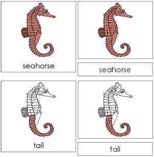 Seahorse Nomenclature 3-Part Cards - Montessori Print Shop
