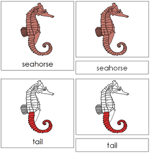 Seahorse Nomenclature 3-Part Cards (red) - Montessori Print Shop