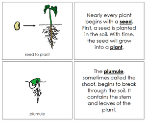 Seed to Plant Nomenclature Book - Montessori