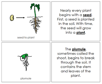 Seed to Plant Life Cycle Nomenclature - Montessori Print Shop