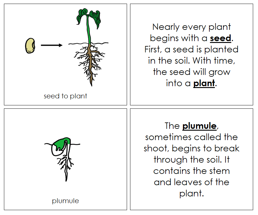 Seed to Plant Nomenclature Book - Montessori