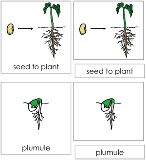 Seed to Plant Nomenclature 3-Part Cards - Montessori Print Shop