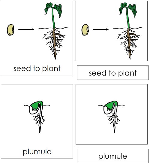 Seed to Plant Nomenclature Cards - Montessori Print Shop