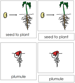 Seed to Plant Nomenclature 3-Part Cards (red) - Montessori Print Shop