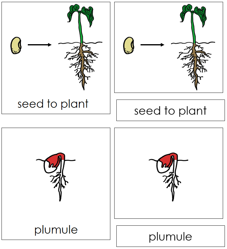 Seed to Plant Nomenclature Cards (red) - Montessori Print Shop