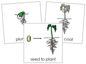 Seed to Plant Nomenclature Cards - Montessori Print Shop