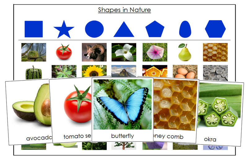 Shapes in Nature Sorting Cards - Montessori Print Shop