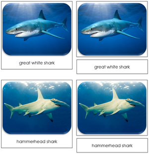 Sharks Safari Toob Cards - Montessori Print Shop