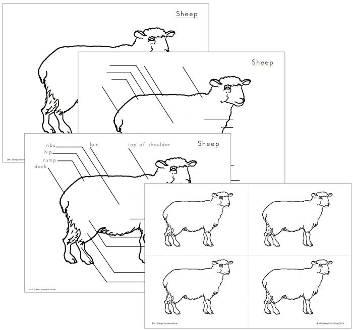 Simple Sheep Reference Elementary Montessori Sheep Nomenclature - Montessori Print Shop ...