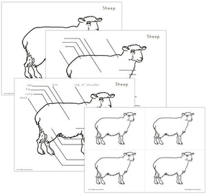 Elementary Sheep Nomenclature - Montessori Print Shop