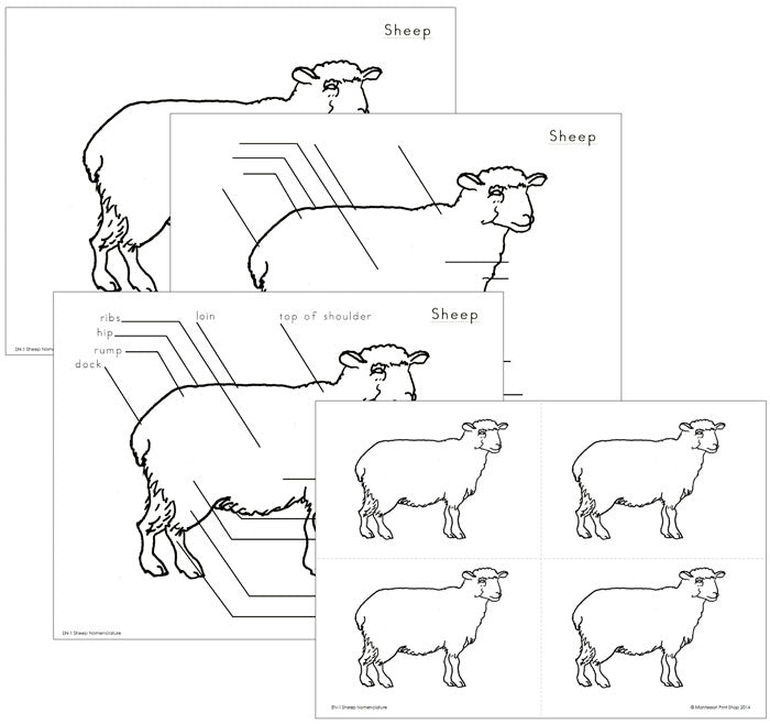 Elementary Sheep Nomenclature - Montessori Print Shop