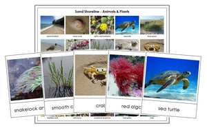 Shoreline Animals & Plants - Montessori Print Shop