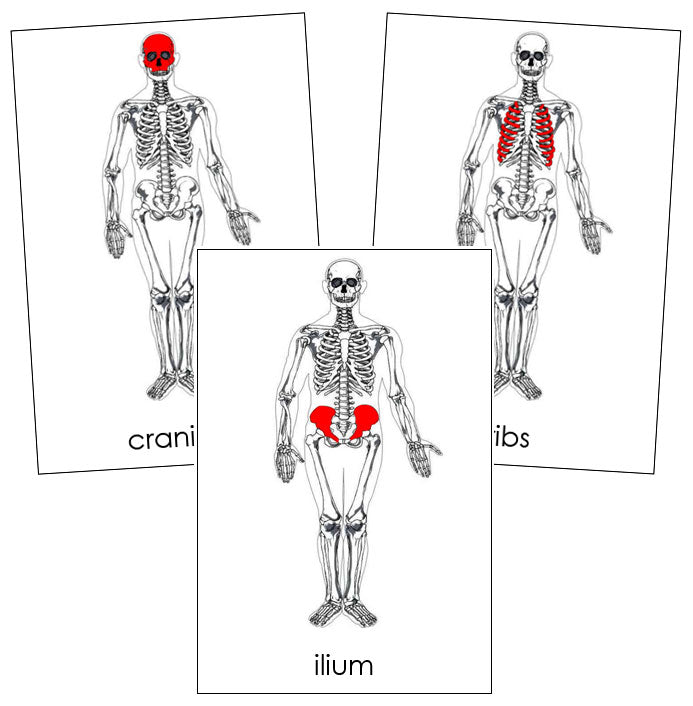 Skeleton Nomenclature Cards (red) - Montessori Print Shop