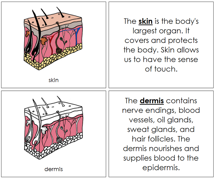 Skin Nomenclature Book - Montessori Print shop