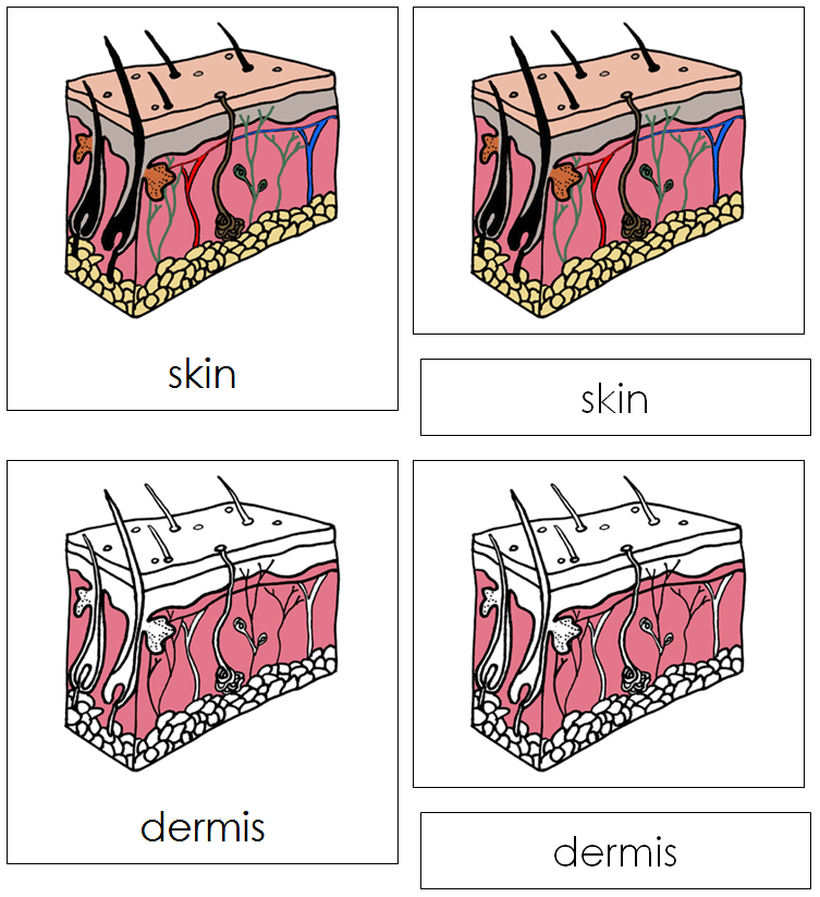 Skin Nomenclature Cards - Montessori Print Shop