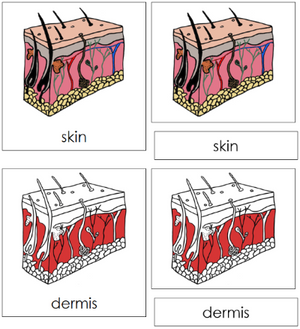 Skin Nomenclature 3-Part Cards (red) - Montessori Print Shop