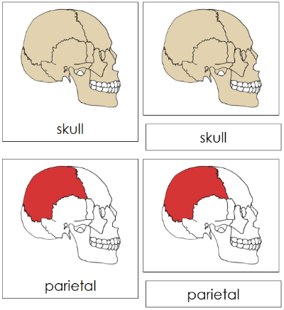 Skull Nomenclature 3-Part Cards (red) - Montessori Print Shop