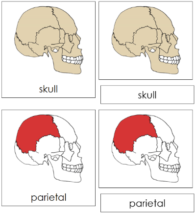 Skull Nomenclature Cards (red) - Montessori Print Shop