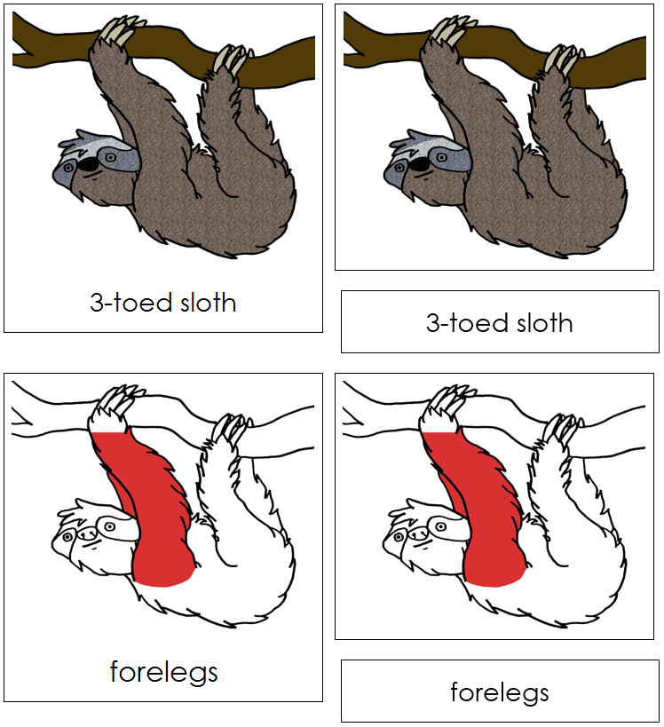 3-Toed Sloth Nomenclature Cards (red) - Montessori Print Shop