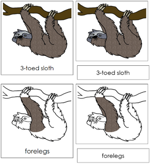 Sloth Nomenclature 3-Part Cards - Montessori Print Shop