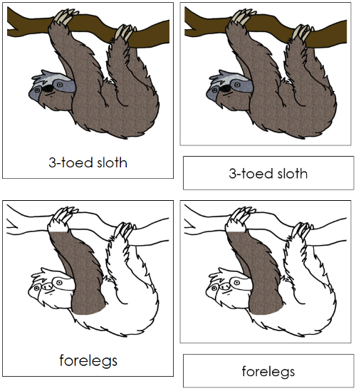 Sloth Nomenclature Cards - Montessori Print Shop