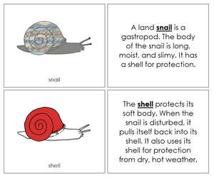 Parts of a Snail Nomenclature 3-Part Book (red) - Montessori Print Shop