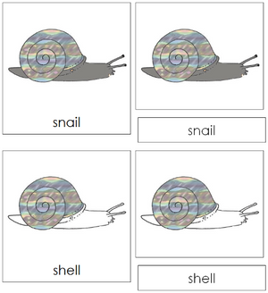 Snail Nomenclature 3-Part Cards - Montessori Print Shop