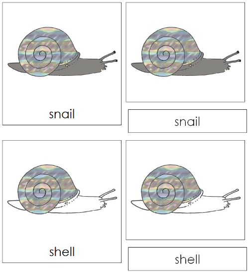 Snail Nomenclature Cards - Montessori Print Shop