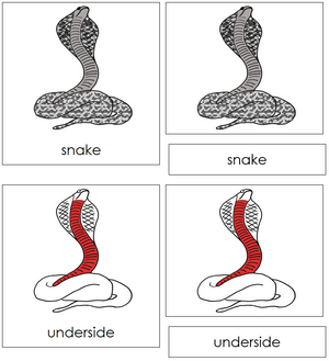 Snake Nomenclature 3-Part Cards (red) - Montessori Print Shop