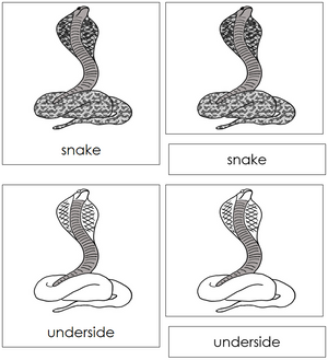 Snake Nomenclature 3-Part Cards - Montessori Print Shop